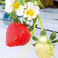 うきはのいちご(9～12粒入り)